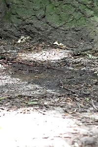 Park Peeing For Seriously Attractive Brunette Beautiful